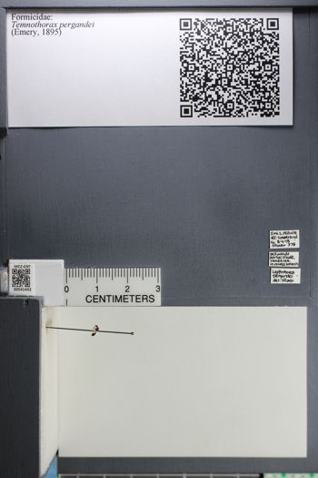 Media type: image;   Entomology 541442
